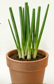 Green onions growing in a small pot